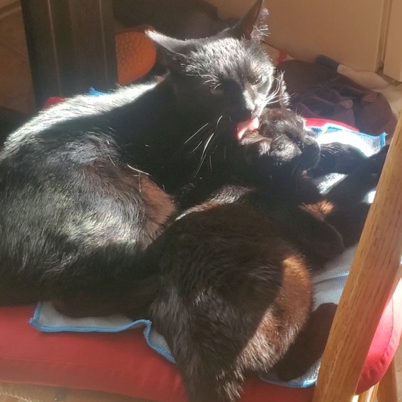 Meet your Posher, Emily - Picture 5 of 5